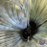 Sabellastarte spp. „White“