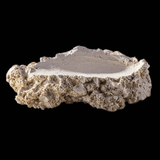 Arka Muschelhalter
