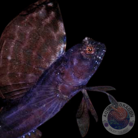 Emblemaria pandionis "Segelflossen-Blenny"