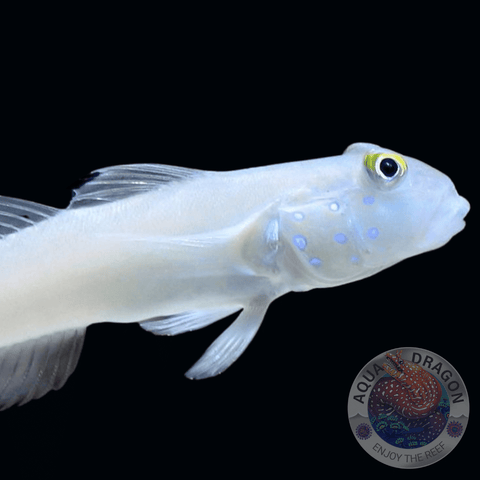 Valenciennea sexguttata „Sechspunkt-Schläfergrundel“