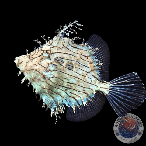 Chaetodermis penicilligerus „Schmuck-Feilenfisch“