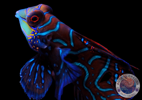 Synchiropus splendidus "Mandarinfisch-Leierfisch"
