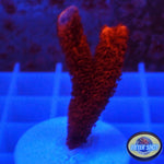 Montipora ☮️ „Special Pack“