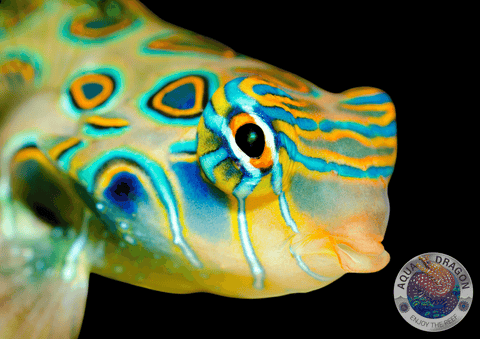 Synchiropus picturatus "LSD Mandarin-Fisch"