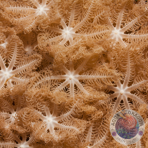 Anthelia glauca