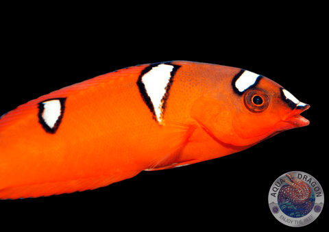 Coris gaimard „Clown-Junker“ juvenil