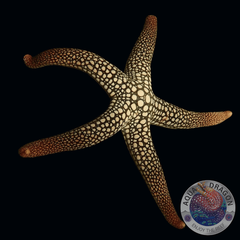 Nardoa spp. „Seestern“