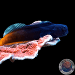 Ecsenius bicolor „zweifarbiger Schleimfisch“