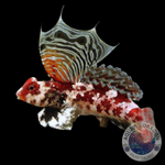 Synchiropus stellatus „Stern-Mandarinfisch“
