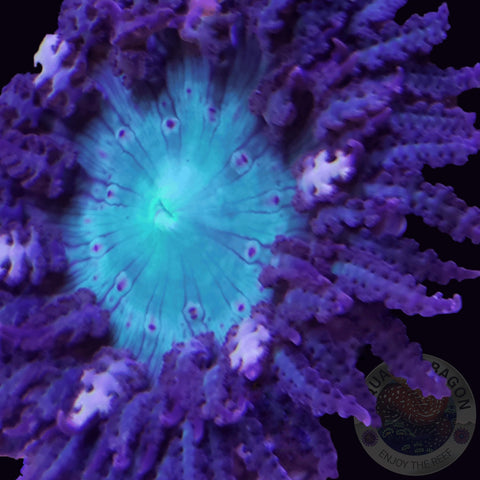 Phymanthus buitendijki „Buitendijks Sandanemone“