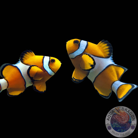 Amphiprion percula „Trauerband-Anemonenfisch“ Paar
