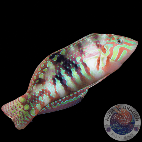 Halichoeres nebulosus “Kirschflecken-Lippfisch”