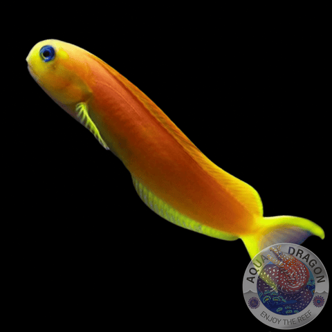 Ecsenius midas „Gold - Schleimfisch“