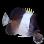 Hemitaurichthys zoster Schwarzer "Pyramiden-Falterfisch" XL