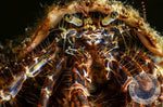 Calcinus spp. „Einsiedlerkrebs“ Nano