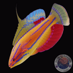 Paracheilinus mccoskeri "McCoskers Zwerglippfisch"