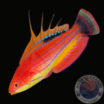 Paracheilinus carpenteri “Carpenters Zwerglippfisch” weiblich