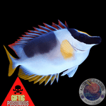 Siganus magnificus „Andamanen Fuchsgesicht“