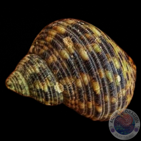 Turbo setosus „Turbanschnecke“ Nano