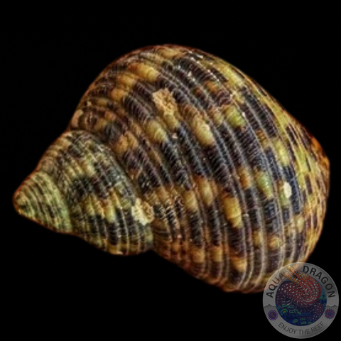 Turbo setosus „Turbanschnecke“