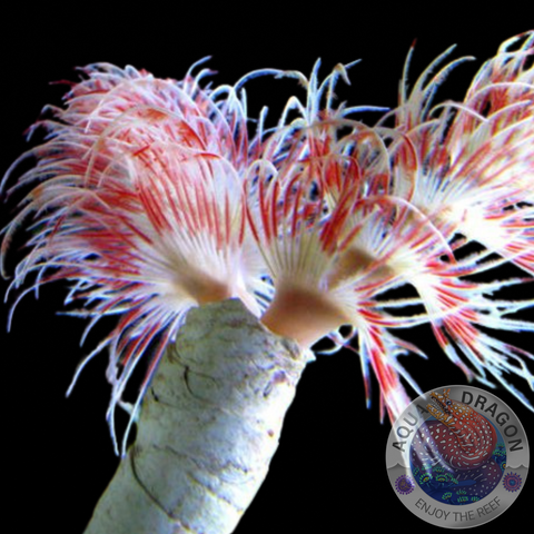 Protula bispiralis „White/Orange/Red“