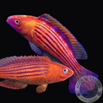 Cirrhilabrus earlei “Earls Zwerglippfisch” Paar