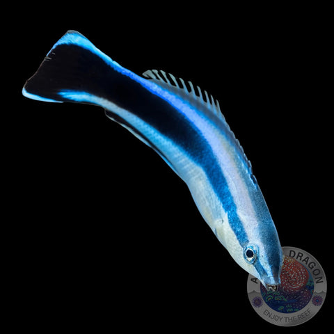 Labroides dimidiatus „Blaustreifen-Putzerlippfisch“