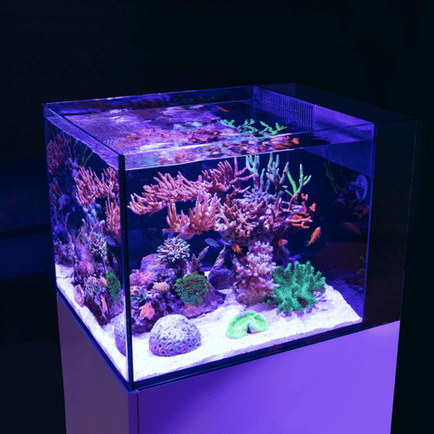 Red Sea Desktop Aquarium