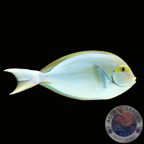 Acanthurus mata „Augenfleck-Doktorfisch“ M