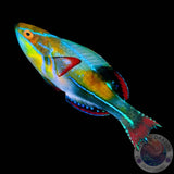 Cirrhilabrus exquisitus „Pracht-Zwerglippfisch“