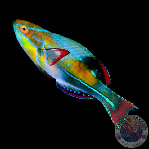 Cirrhilabrus exquisitus „Pracht-Zwerglippfisch“ männlich
