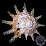 Astralium calcar „Sternschnecke“