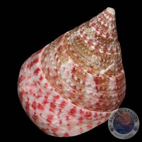 Tectus conus „XL“