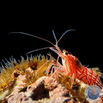 Lysmata wurdemanni "Wurdemanns Garnele" S