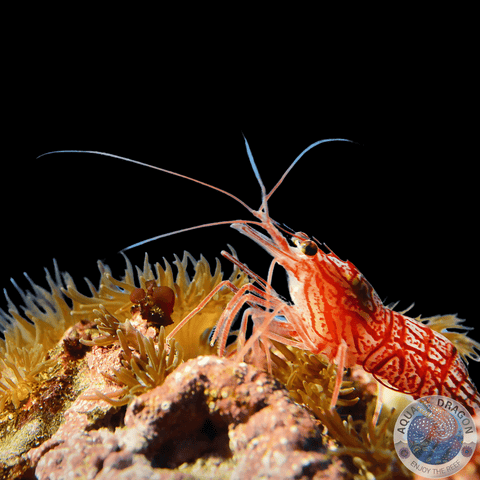 Lysmata wurdemanni "Wurdemanns Garnele" S
