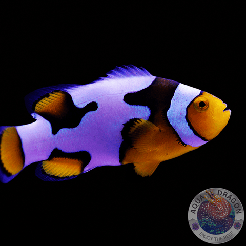 Amphiprion ocellaris „Snowflake“ ❄️ Nachzucht