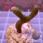 Montipora ☮️ „Special Pack“