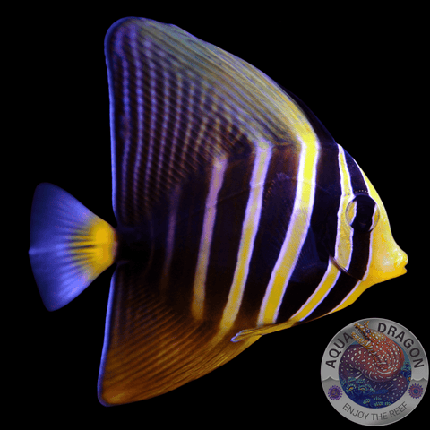 Zebrasoma veliferum „Pazifischer Segelflossen-Doktorfisch“