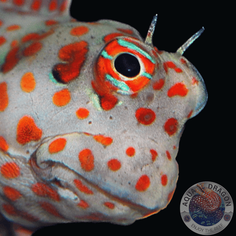 Blenniella chrysospilos „Rotpunkt-Schleimfisch“
