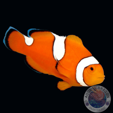 Amphiprion ocellaris "Misbar Clownfish" Nachzucht