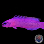 Pseudochromis fridmani „König-Salomon Zwergbarsch“ Nachzucht