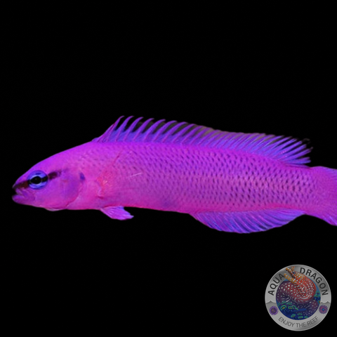 Pseudochromis fridmani „König-Salomon Zwergbarsch“ Nachzucht