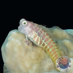 Salarias segmentatus “Segmentierter Schleimfisch”