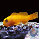 Gobiodon okinawae “Gelbe Korallengrundel”