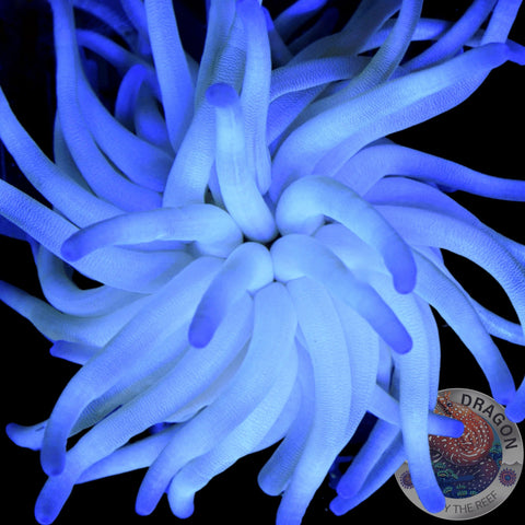 Condylactis gigantea „Karibische Goldrose“