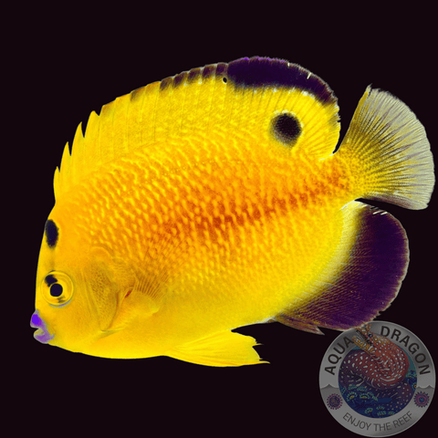Apolemichthys xanthopunctatus „Goldtupfen-Kaiserfisch“ Nachzucht