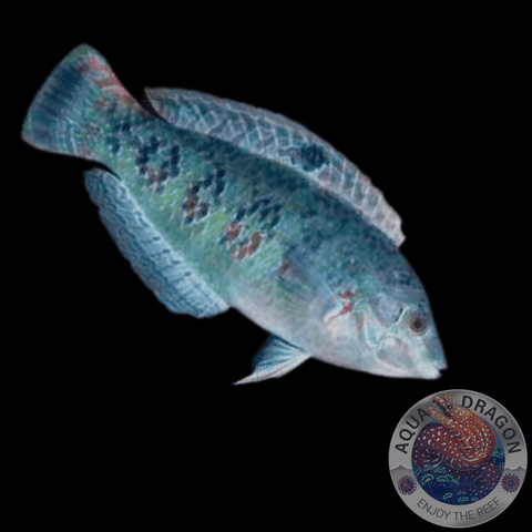 Halichoeres timorensis “Timor Lippfisch” L