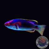 Cirrhilabrus exquisitus „Pracht-Zwerglippfisch“
