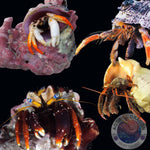 Calcinus spp. „Einsiedlerkrebs“ Nano