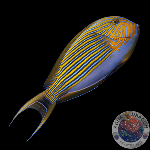 Acanthurus lineatus „Blaustreifen Doktorfisch“ M